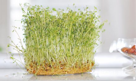 سبز کردن سبزه در پیشواز نوروز