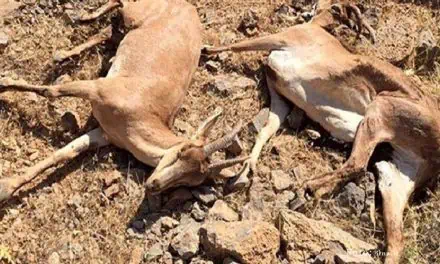 کشف ۱۲۰ لاشه حیوان طاعون‌زده در استان البرز