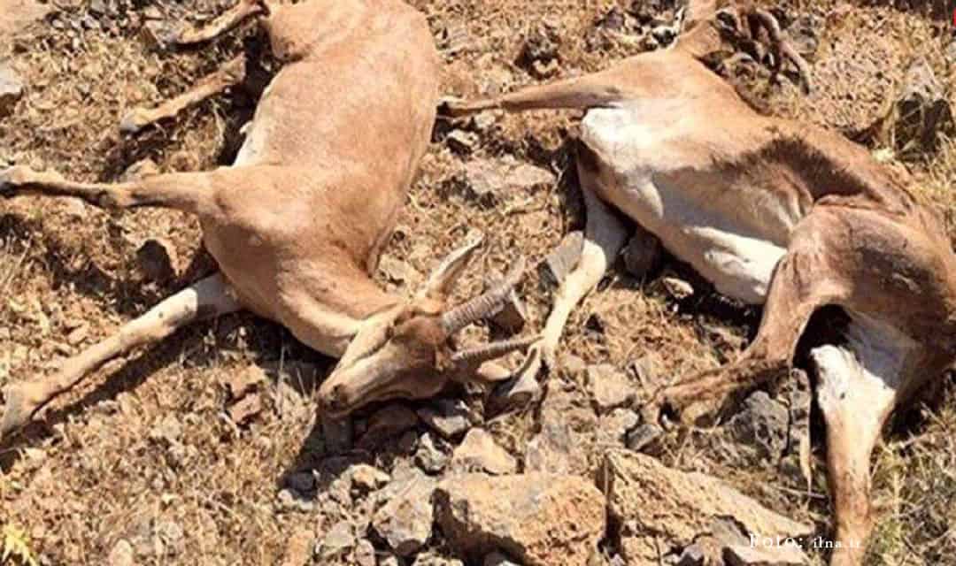 کشف ۱۲۰ لاشه حیوان طاعون‌زده در استان البرز