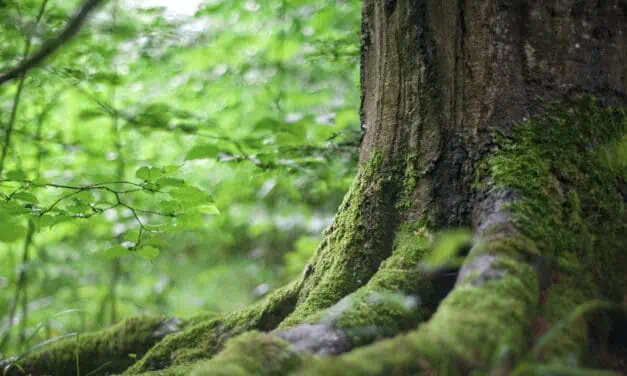 بزرگترین زمین خواری قرن