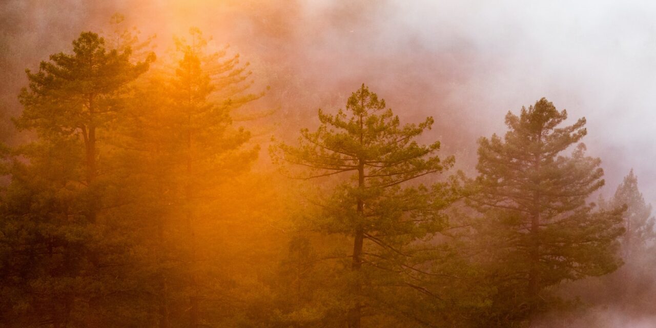 آتش‌سوزی جنگل‌های هیرکانی و نابودی ۴۰ هکتار