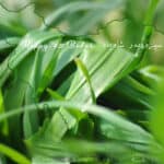 سیزده بدر 13 دهمین روز نوروز