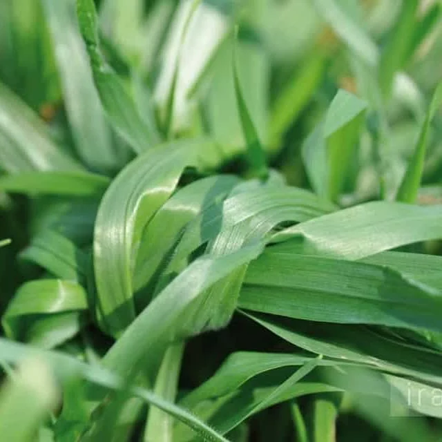 سایت و مجله ایرانیان در اتریش   Die iranische Community in Österreich