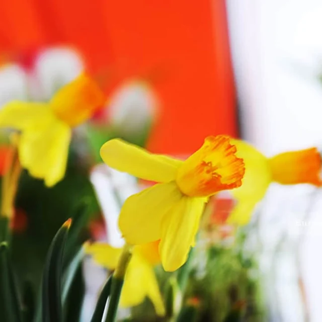 سایت و مجله ایرانیان در اتریش   Die iranische Community in Österreich